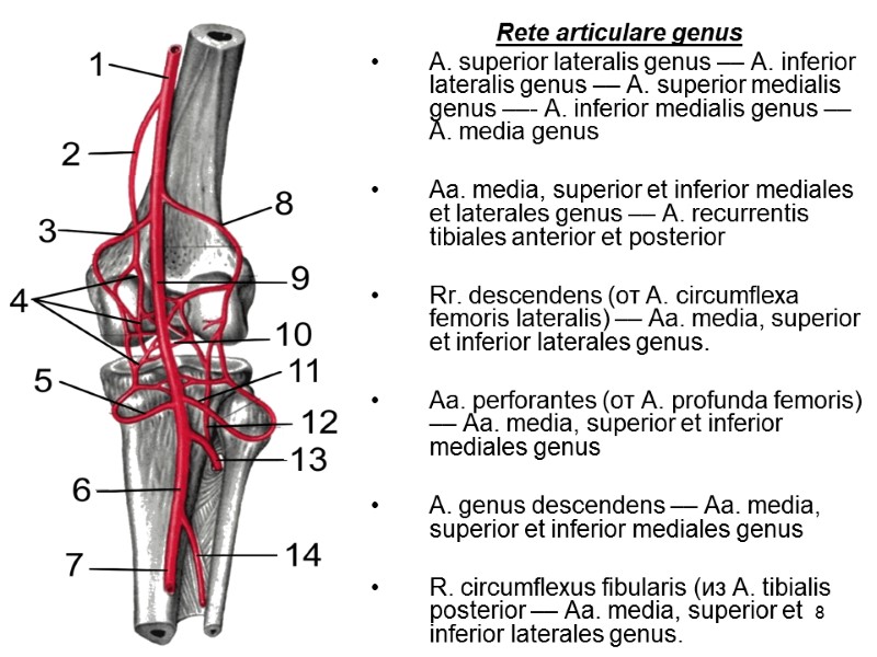 8 Rete articulare genus  А. superior lateralis genus –– А. inferior lateralis genus